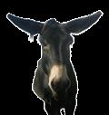 kleif